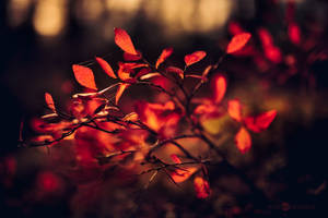 Autumn Blueberry Leaves by JoniNiemela