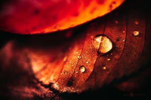 Autumn Drop by JoniNiemela