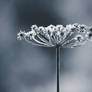 Frosty Cow Parsley