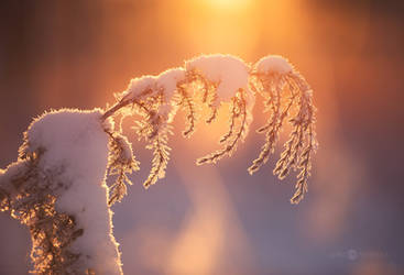 Winter Juniper