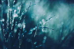 Blue Morning Dew by JoniNiemela