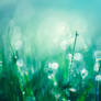 Frozen Morning Dew