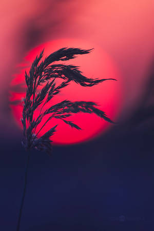 Sunset Reds by JoniNiemela