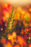 Autumn Heathers