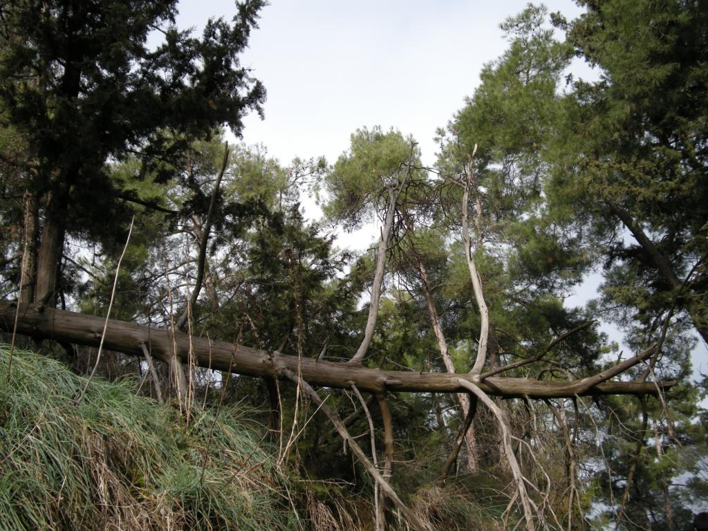 Fallen Tree Defense fallen tree by ansonners on DeviantArt