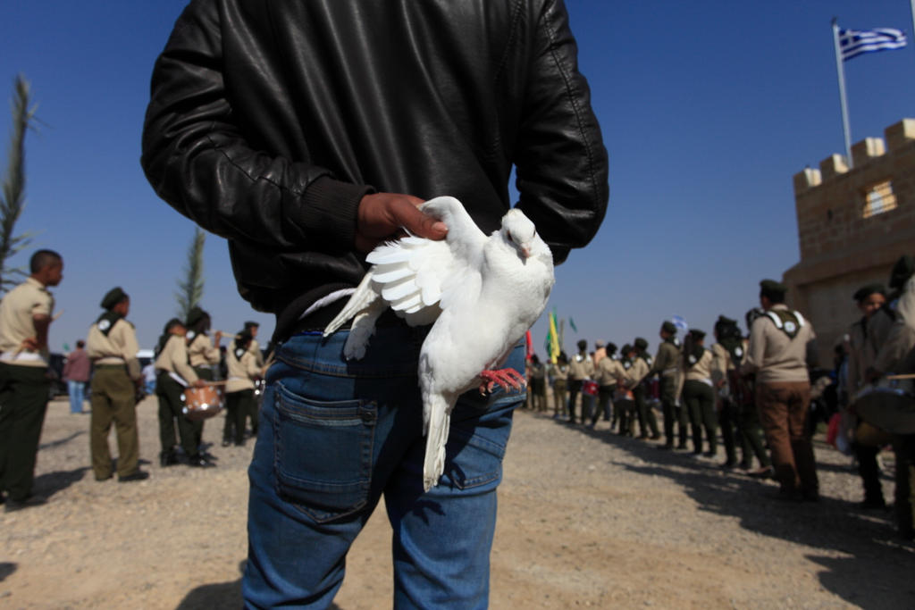 peace pigeon, middle east version.