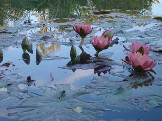 Water lilies I