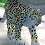 Zoo Tycoon 2 Snow Leopard