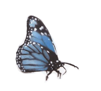 Butterfly Stencil