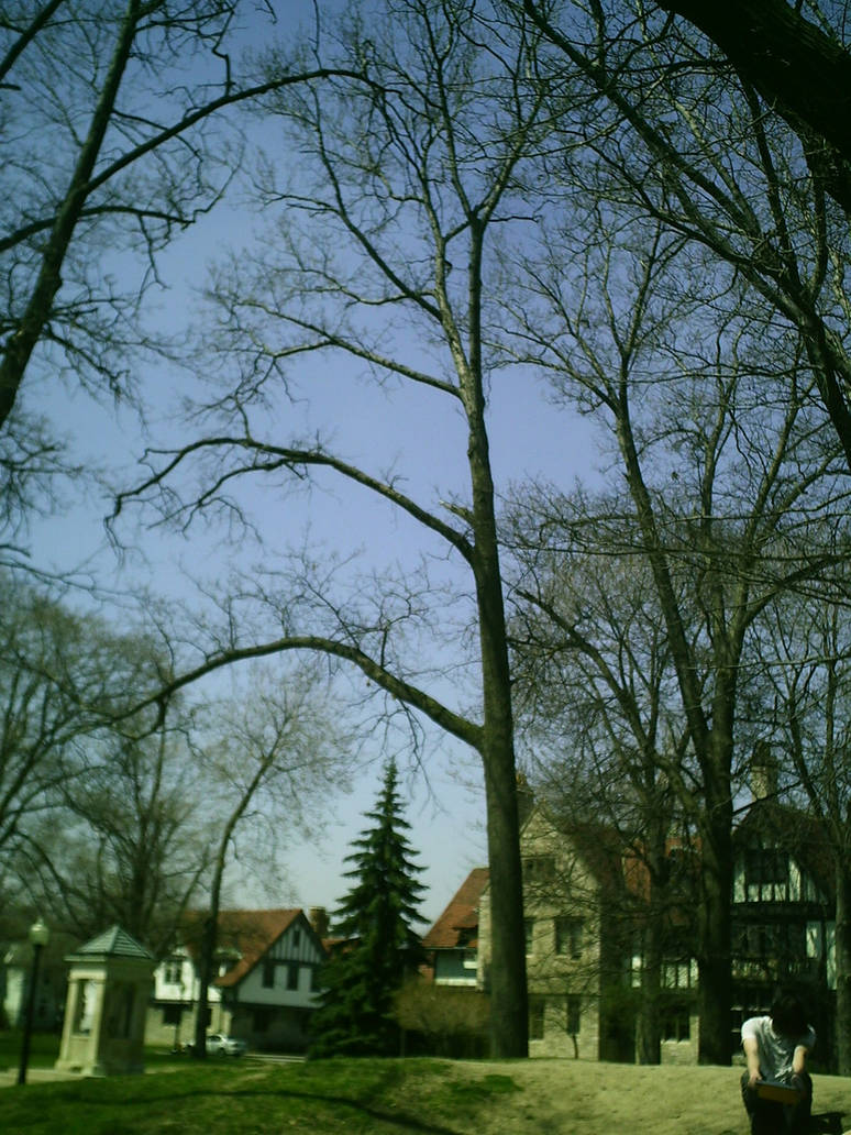 Supernormal Tree abnormal tree by canadianrockstar on DeviantArt