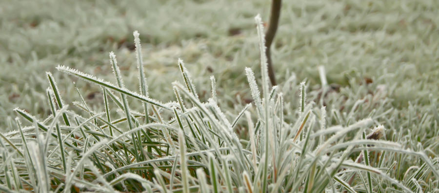 Happy Green Frosty