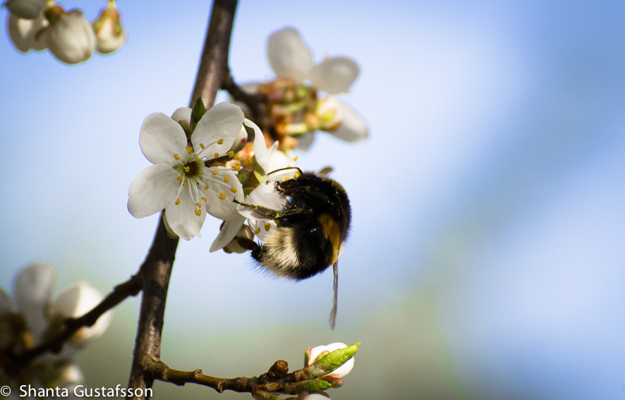 peaceful bumblebee