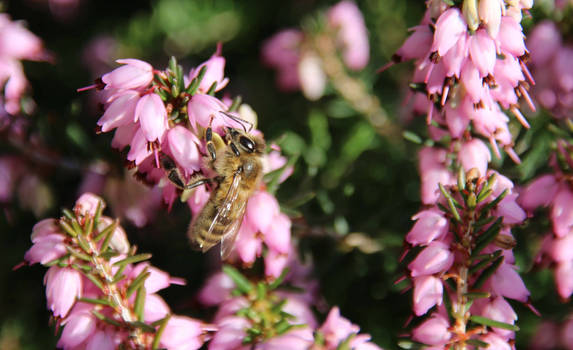 Bees love the Heathers