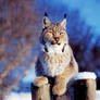 Winter Lynx