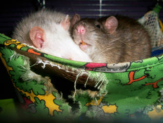 Sweet rats