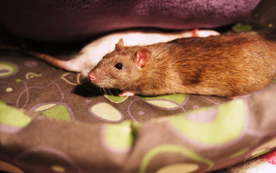 Sleep Rats Mouse Sleeping rat by MrocznyKaktus on DeviantArt