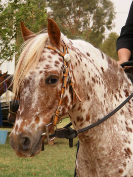 Spotty Horse