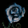 Blue rose (series Rosis)
