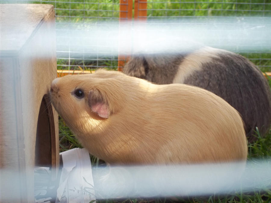 Pip the cheeky one