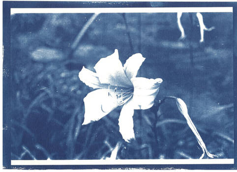 Cianotipia flor