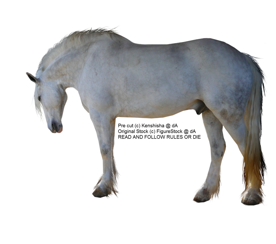 PRECUT Stock - Dapple Grey Horse by TriOpticStock