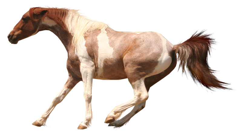 PRECUT Stock - Paint Horse