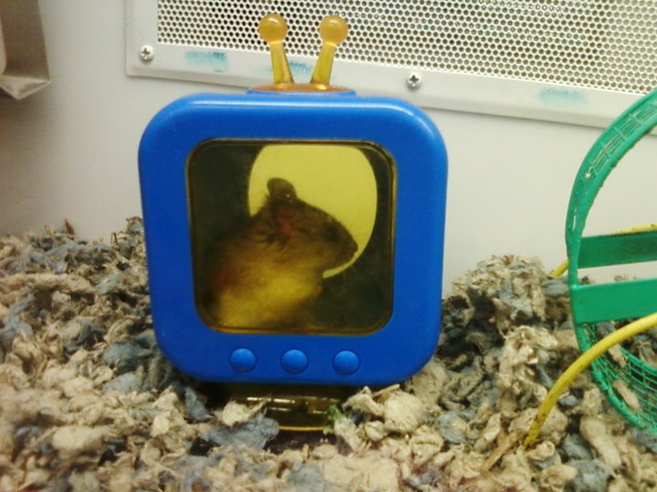 Rodent TV