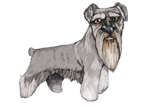 Schnauzer