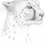 Cheetah Study 01