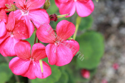 pink flowers