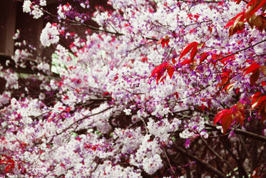 Cherry Blossoms: Hue Saturation