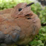 Chick Dove 1