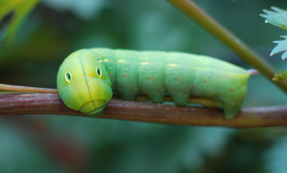 Larva