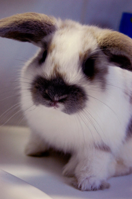 Kramer Rabbits Rabbit Stampertje by jasminaa on DeviantArt