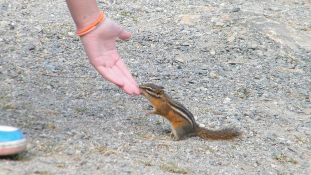 A Chipmonk and my Cousins hand