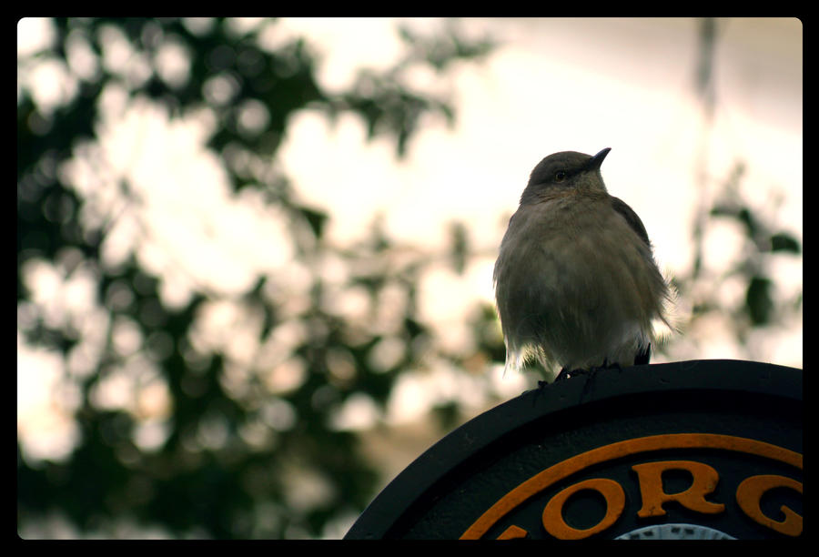 crown prince of the park.