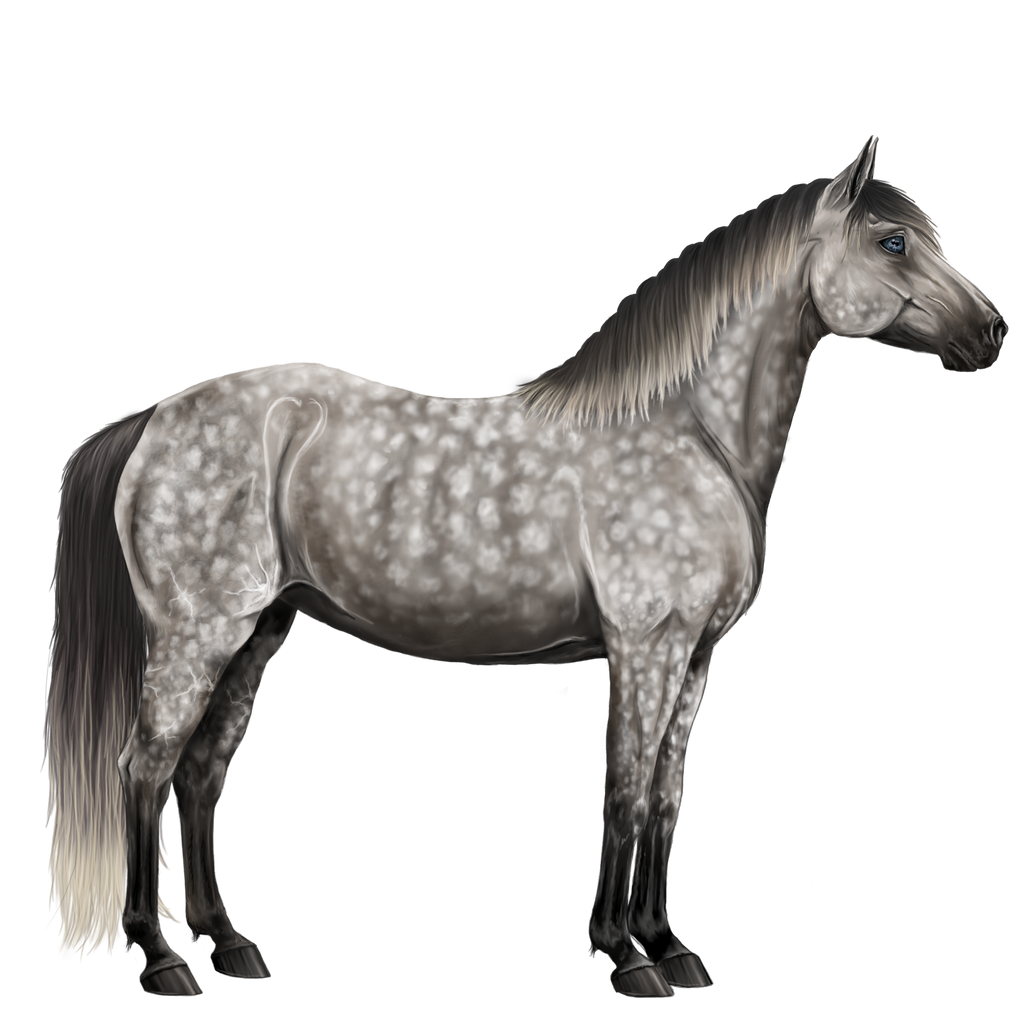Dapple grey horse by Howrseprofile on DeviantArt