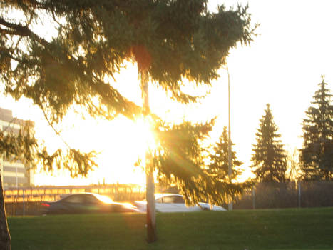 Tree and sun