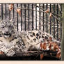 Snow Leopard