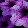 Three Purple Flowers