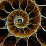 the Ammonite