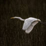 Egret in the marsh
