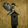 belted kingfisher