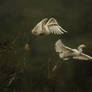 egret flight