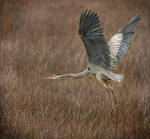 heron flying over the marsh by pfrancke