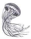 InkTober - No. 29: Jellyfish