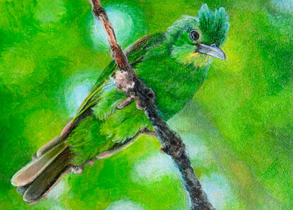 ACEO/ATC: Philippine Leafbird
