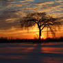 Elm Tree sunset