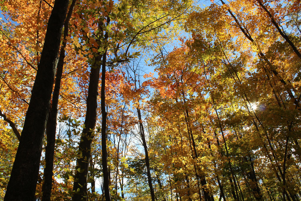 October trees by AshAcre on DeviantArt