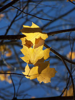 autumn over-lap